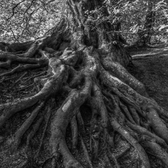 El Ultimo Chaman - Brochure 20x20 - 202213